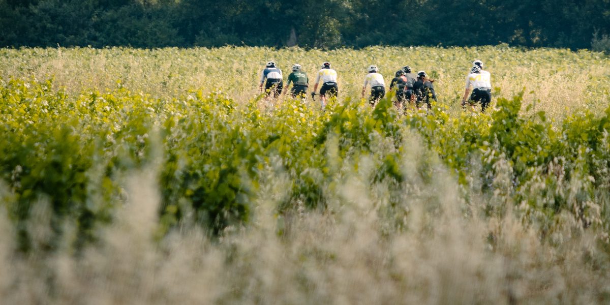 Un groupe de cyclistes s’éloigne à travers un champ de vignes, une rangée d’arbres au fond.