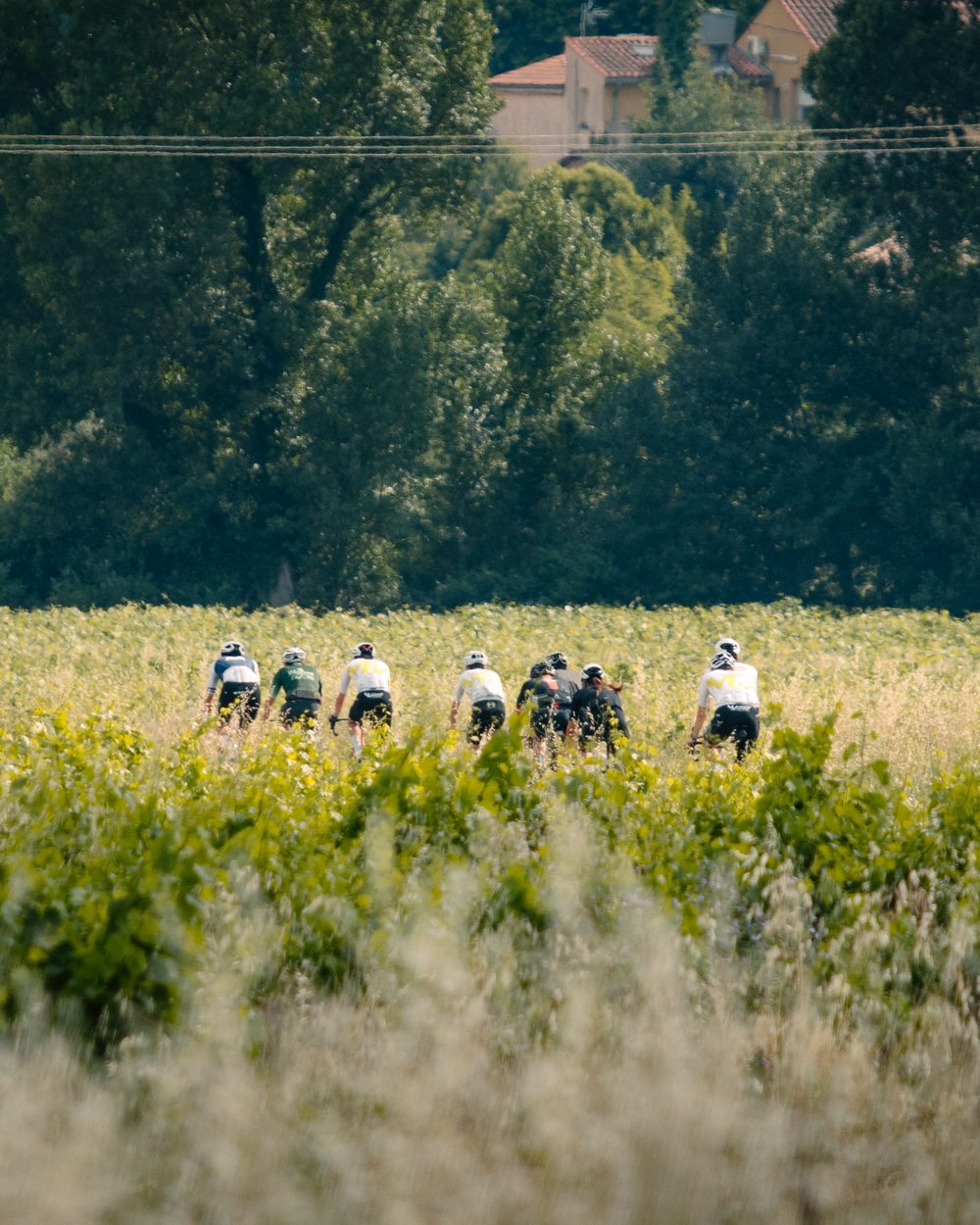 Un groupe de cyclistes s’éloigne sur une route bordée de vignes, un village et des arbres au fond.